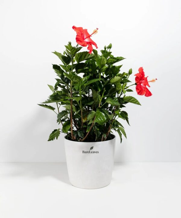 Hibiscus