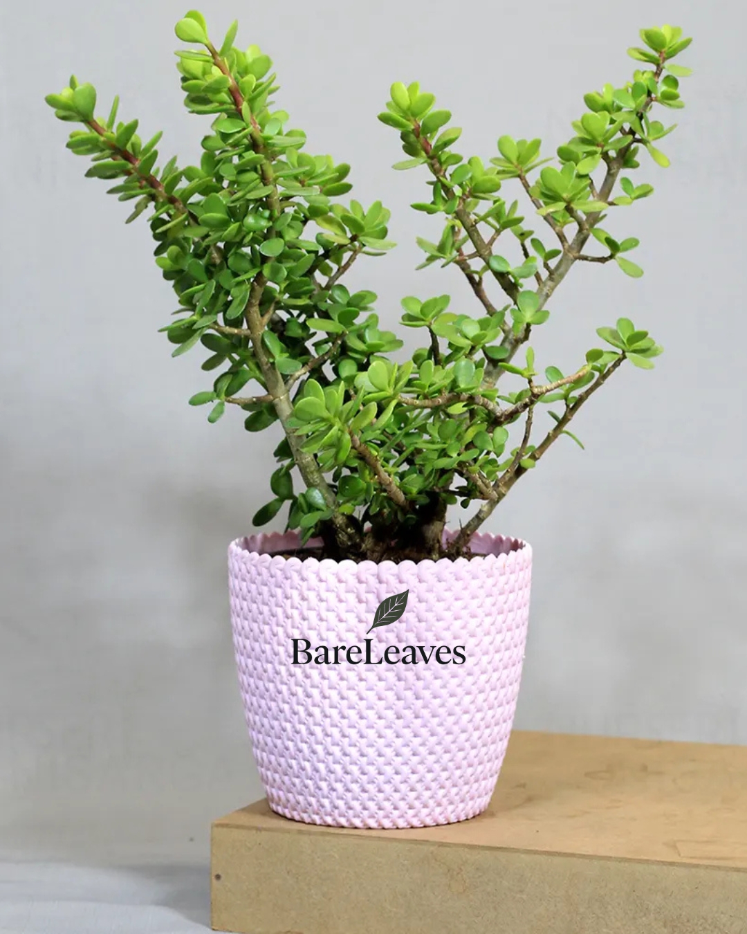 Jade Plant