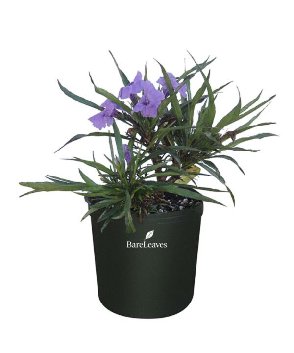 Mexican Petunia