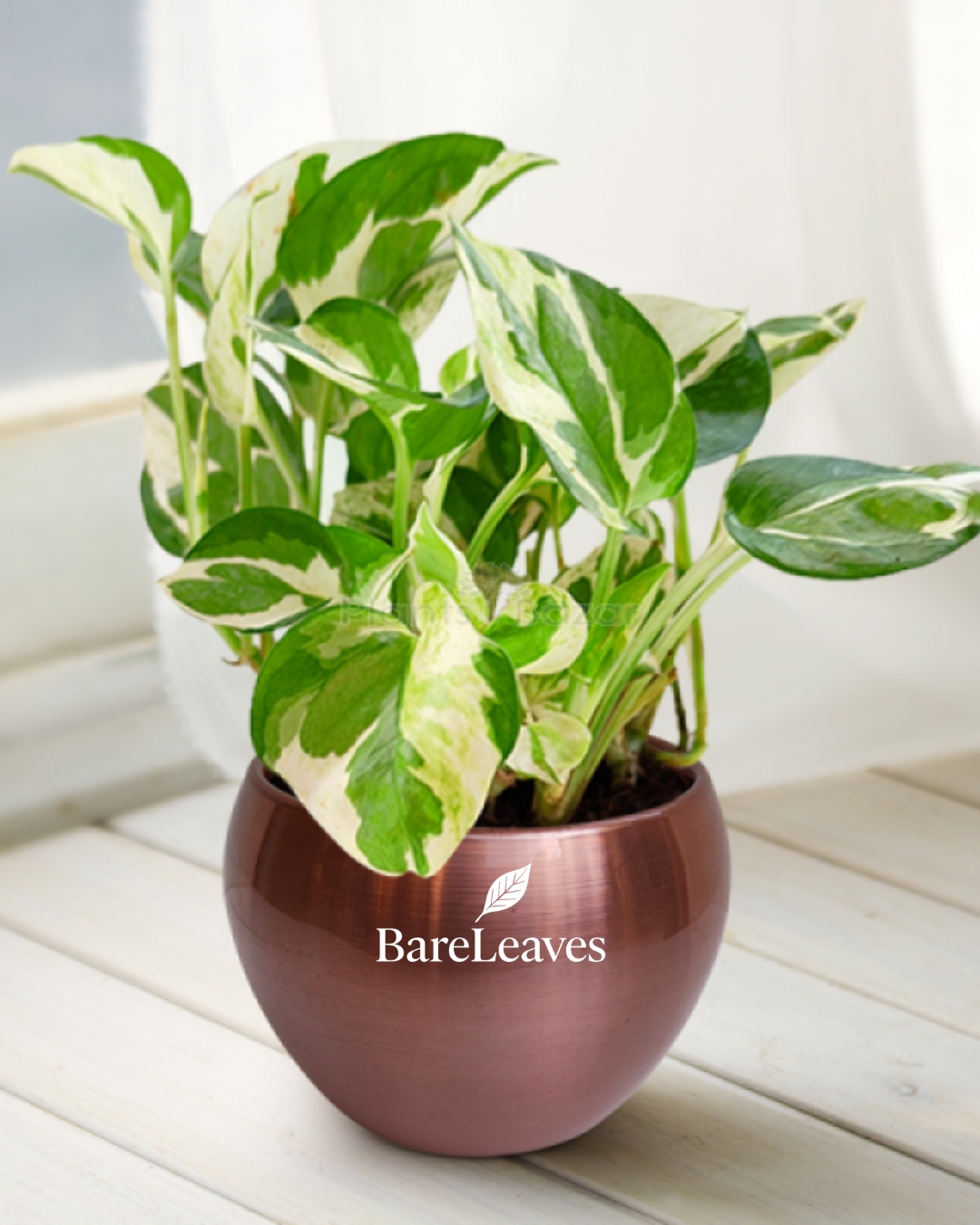 Money Plant – Variegated