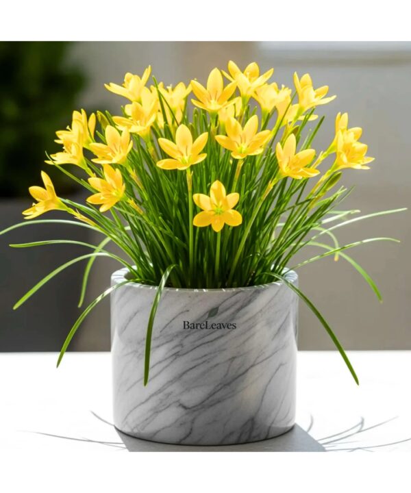 Rain Lily Yellow