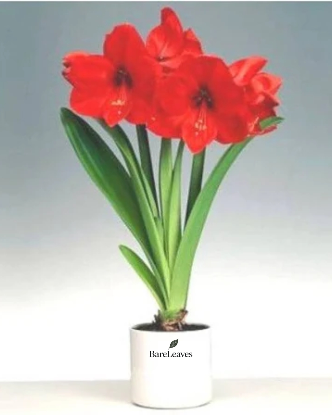 Amaryllis Red Lily