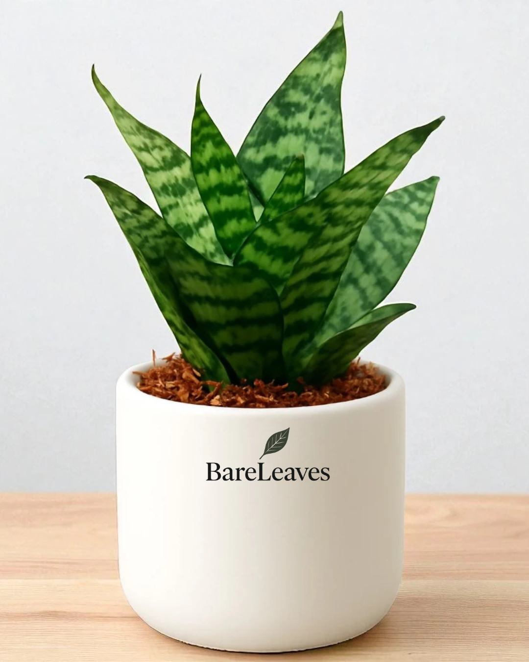 Snake Plant