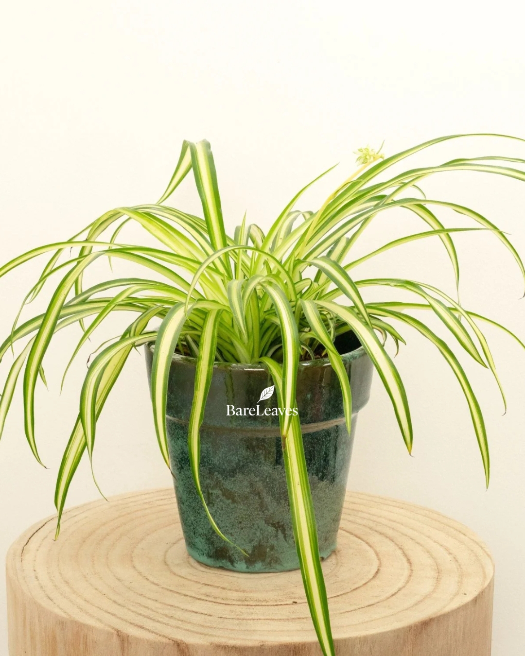 Spider Plant