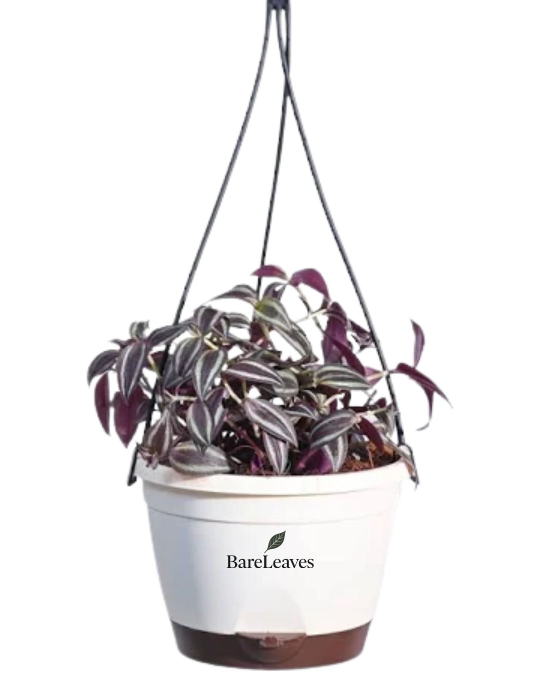 Wandering Jew